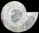 Cut Ammonite Fossil (Half) - Agatized #71048-1